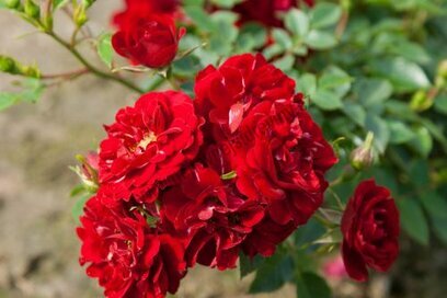 Růže mini fairy red, v květináči Rosa Floribunda mini fairy red